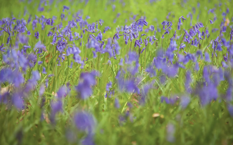 Bluebells